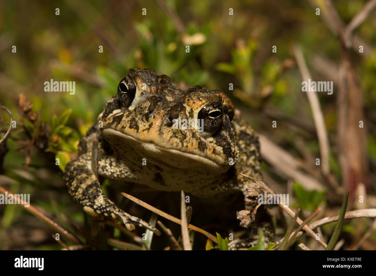 Southern Toad (Anaxyrus terrestris) from Miami-Dade County, Florida, USA. Stock Photo