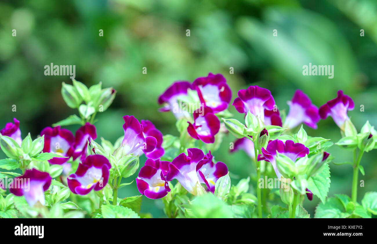 Pensee flower hi-res stock photography and images - Alamy