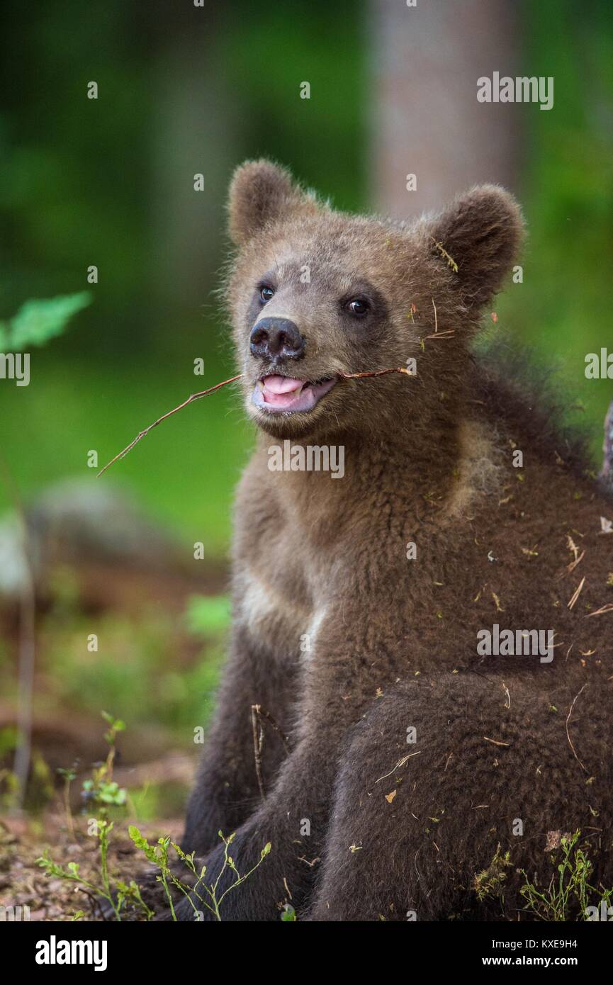 Close up Portrait of Cub of Brown bear (Ursus Arctos Arctos) in the ...