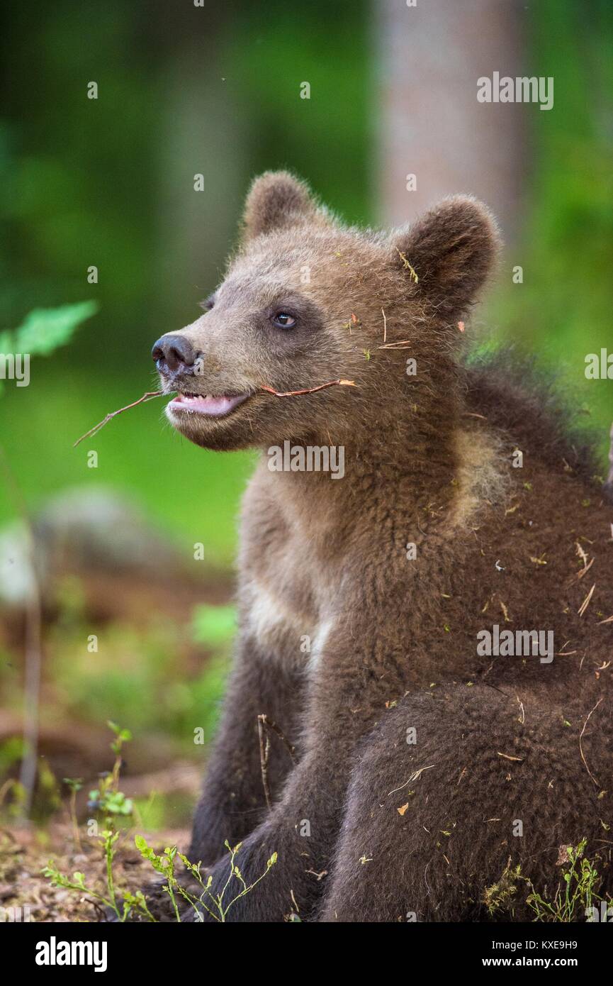Close up Portrait of Cub of Brown bear (Ursus Arctos Arctos) in the ...