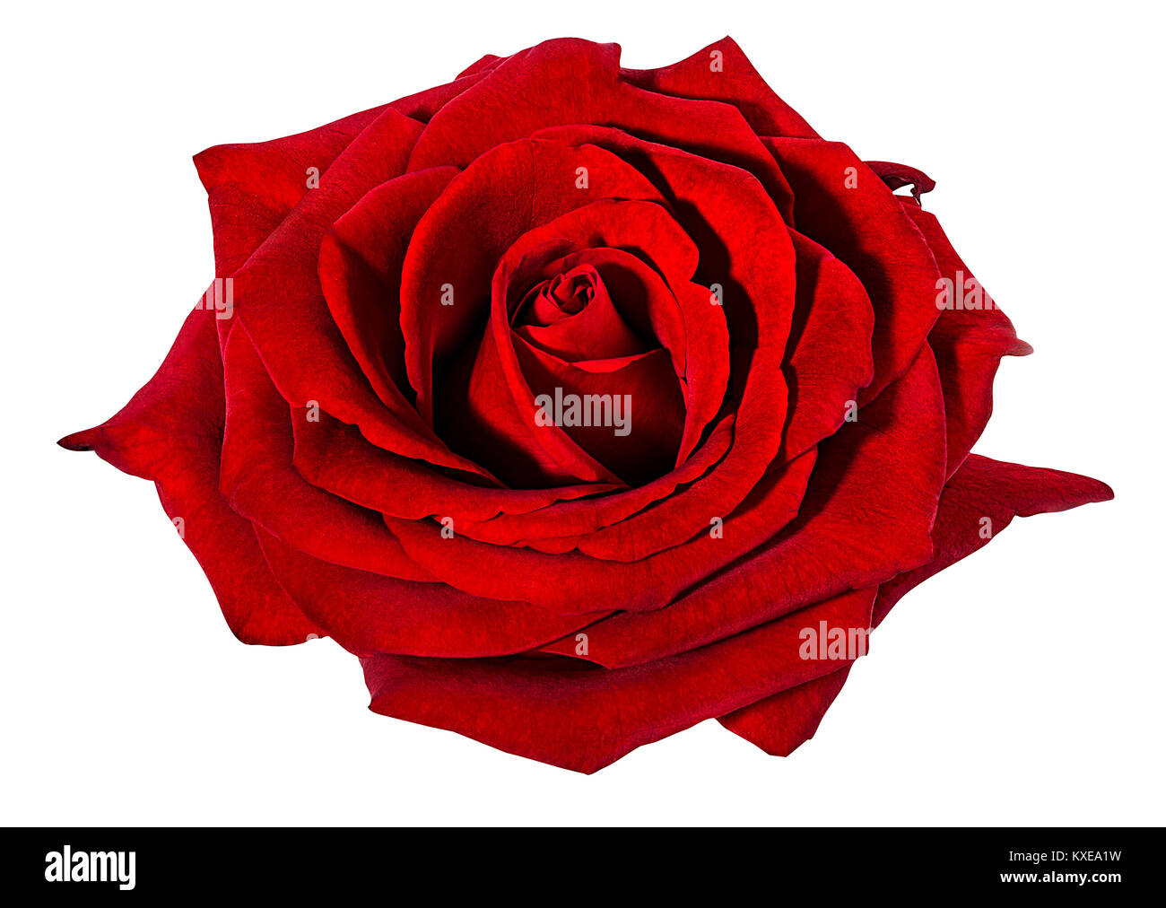 rose isolated on white background Stock Photo - Alamy