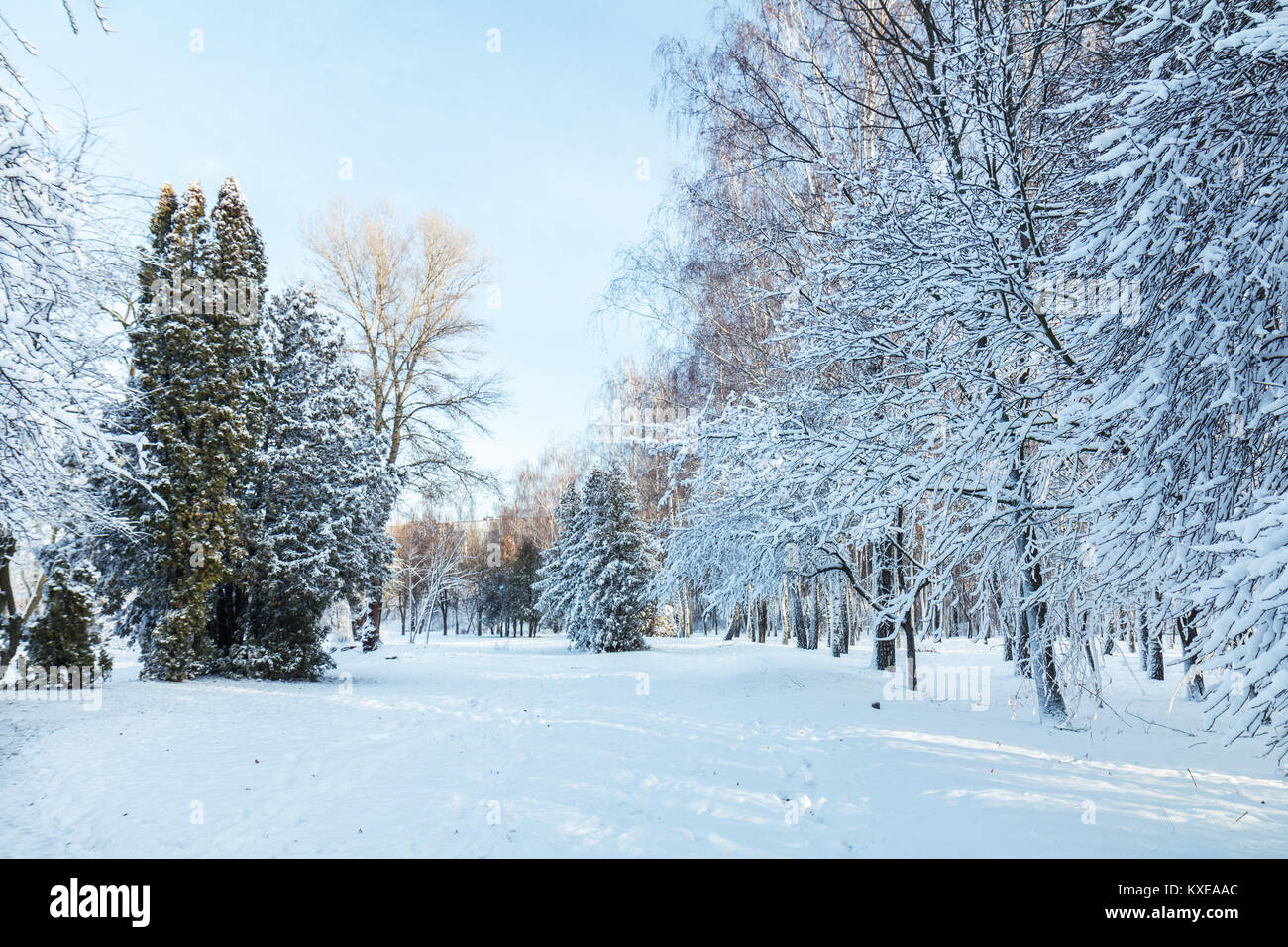 First snow in the city park with trees under fresh snow at sunrise ...