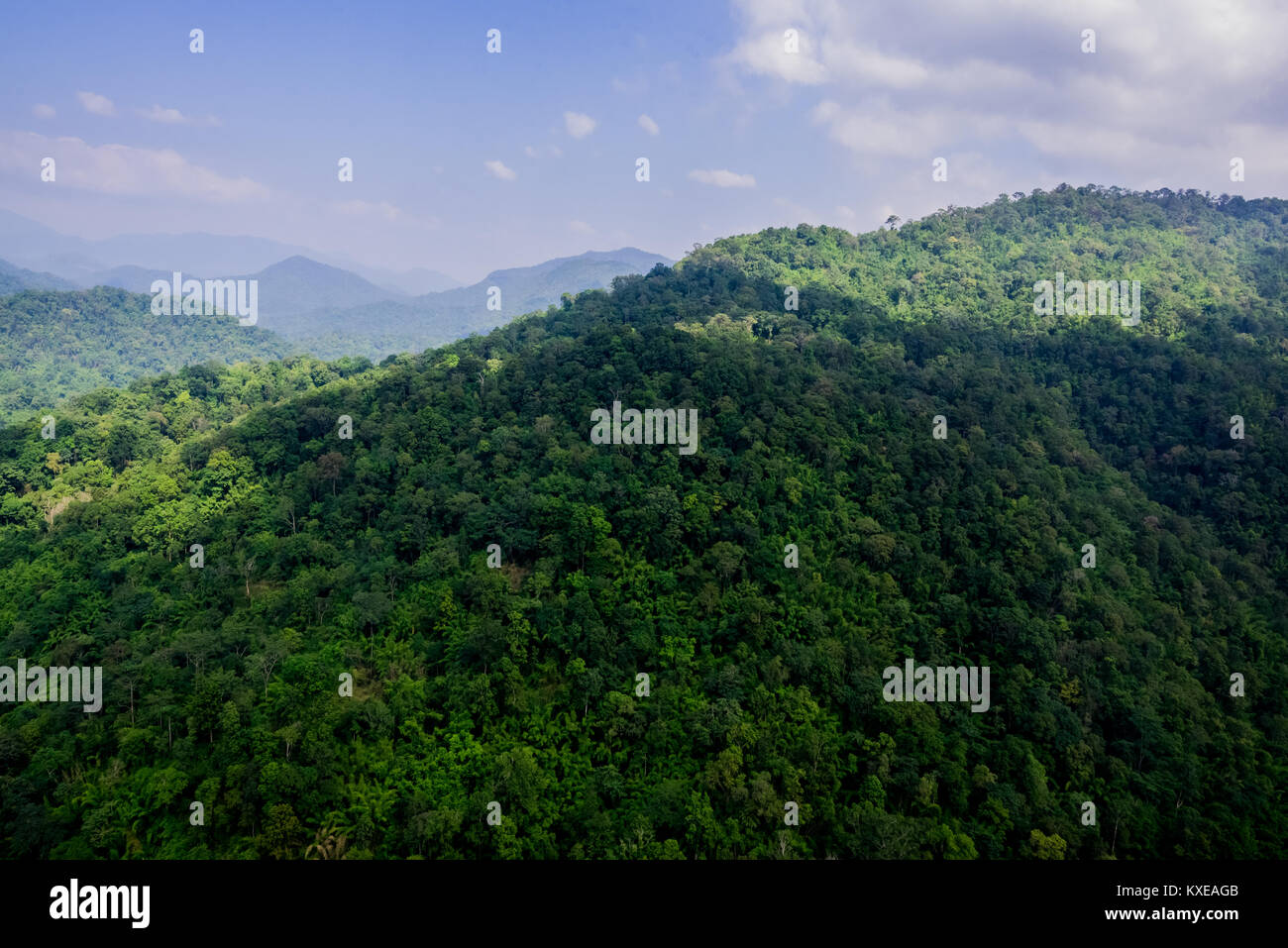 Aerial view of the forest Stock Photo - Alamy