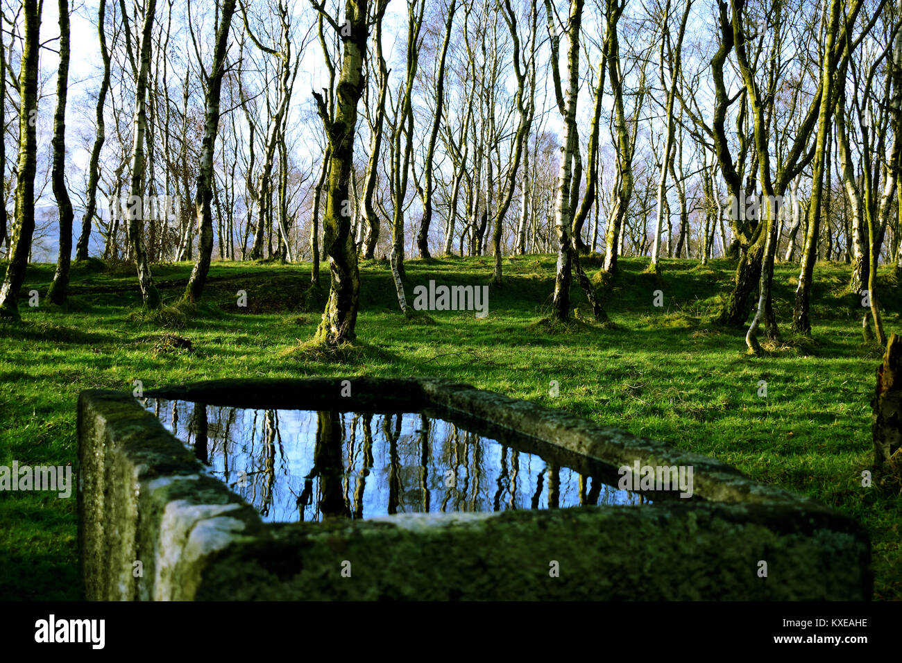 Silver birches of Bolehill wood reflected in an old water trough, by Padley Gorge in the Peak District Stock Photo