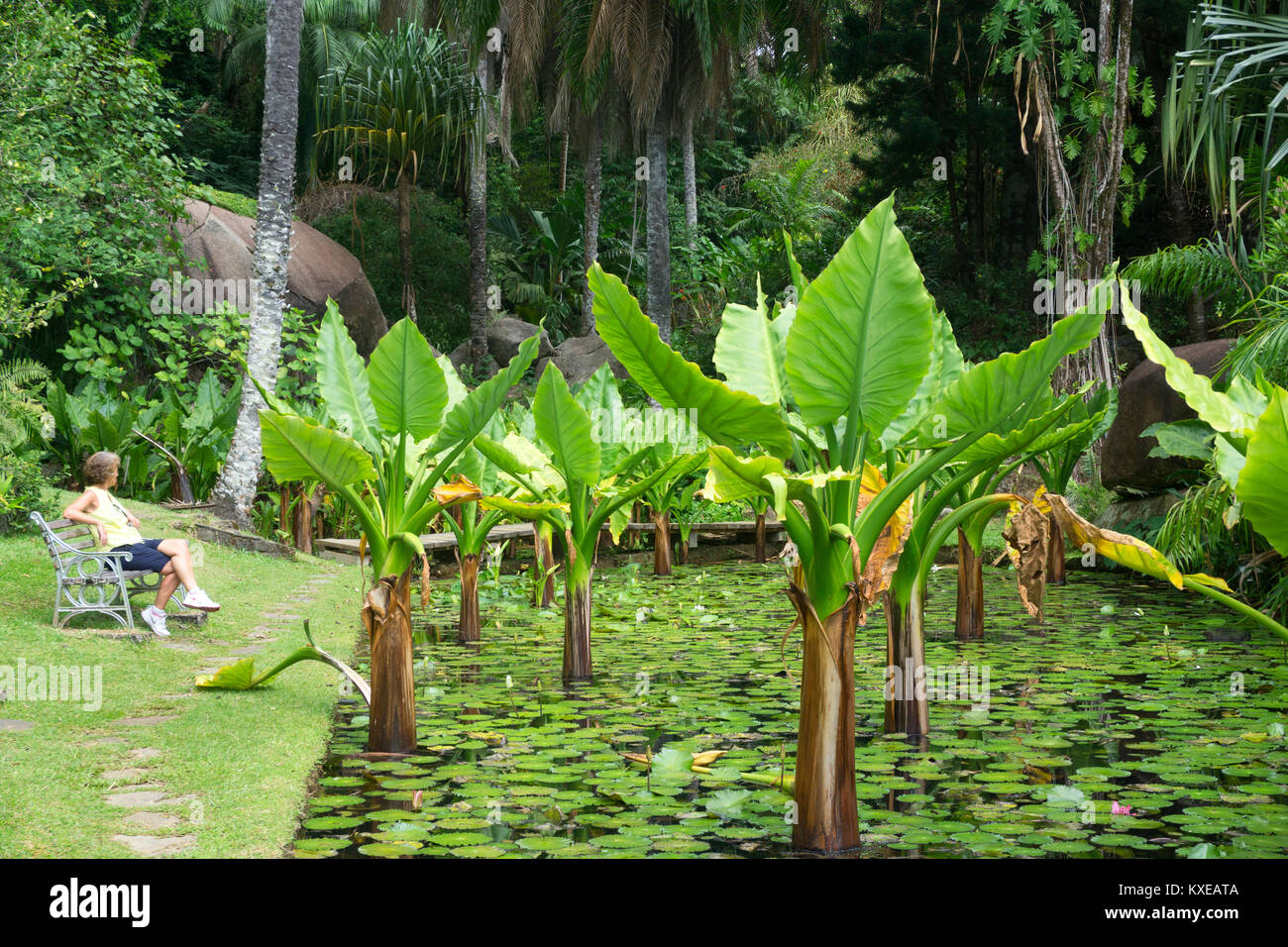 The Botanical Gardens in Victoria Mahe Seychelles Stock Photo