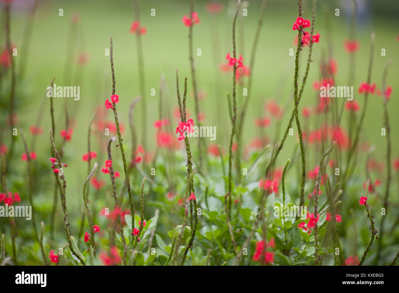 Small red flowers on long stems in a field with short depth of field. Stock Photo