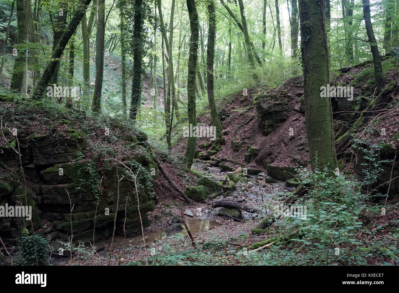 Small river in ravine in Luxembourg Stock Photo - Alamy