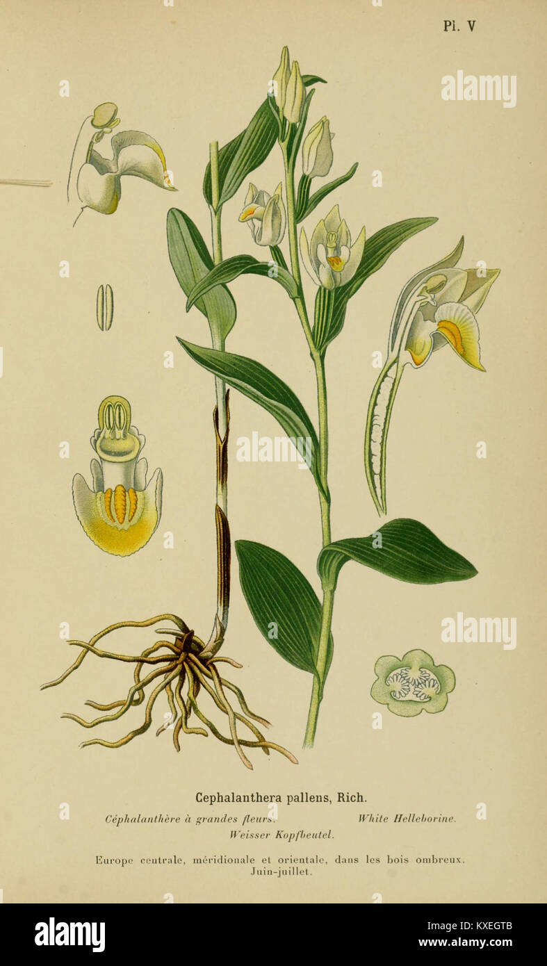 This illustrated botanical album showcases orchids of Central and ...