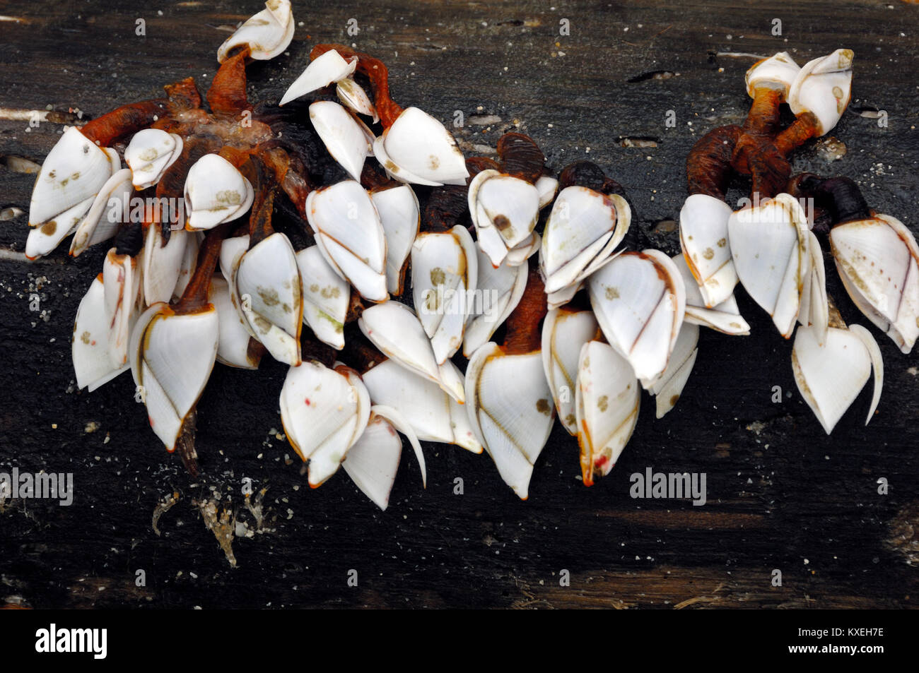 Pelagic Gooseneck Barnacles or Smooth Gooseneck Barnacles, aka Stalked Barnacles, aka Lepas anatifera Stock Photo