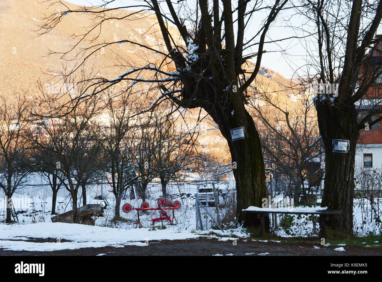 two trees and a bench Stock Photo - Alamy