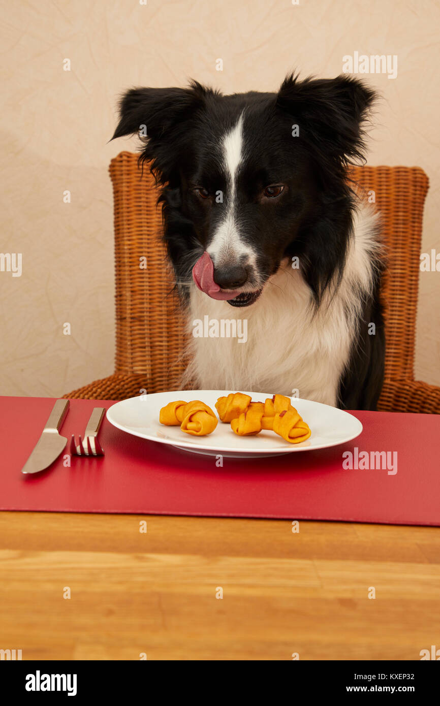 Border Collie sits at the table with food on the plate Stock Photo