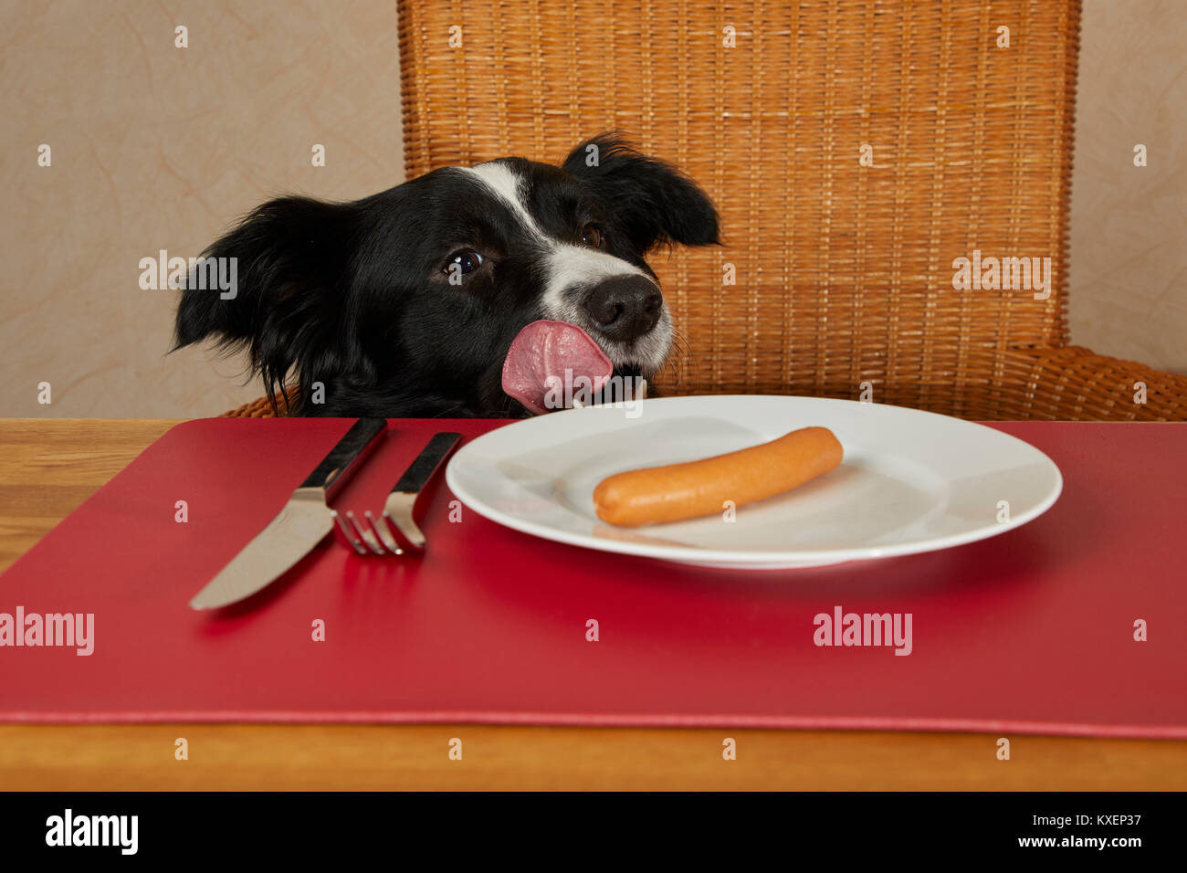 Border Collie looks at the table with sausages on the plate Stock Photo