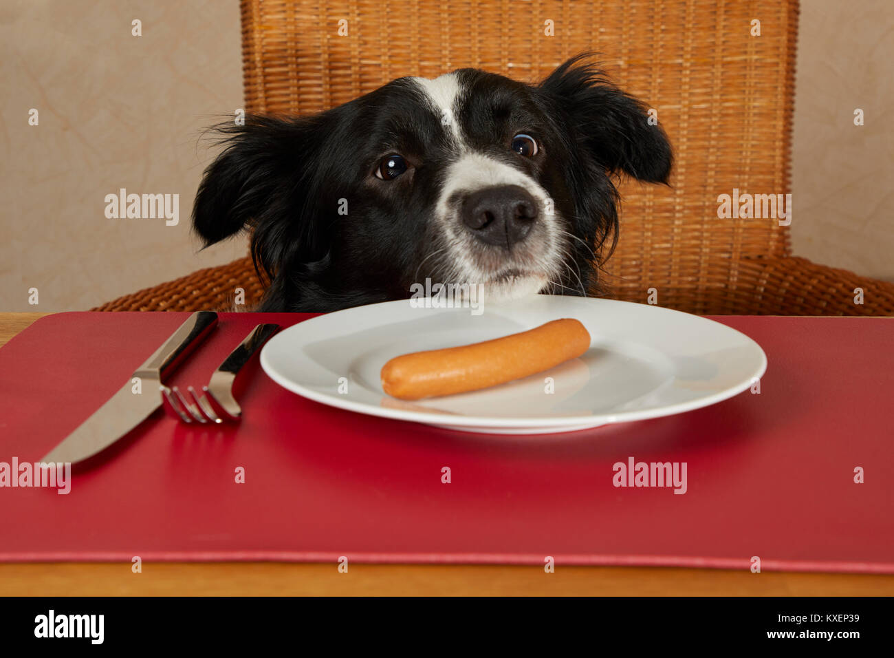 Border Collie looks at the table with sausages on the plate Stock Photo
