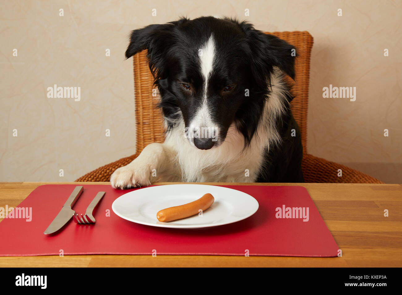 Border Collie sits at the table with sausages on the plate Stock Photo