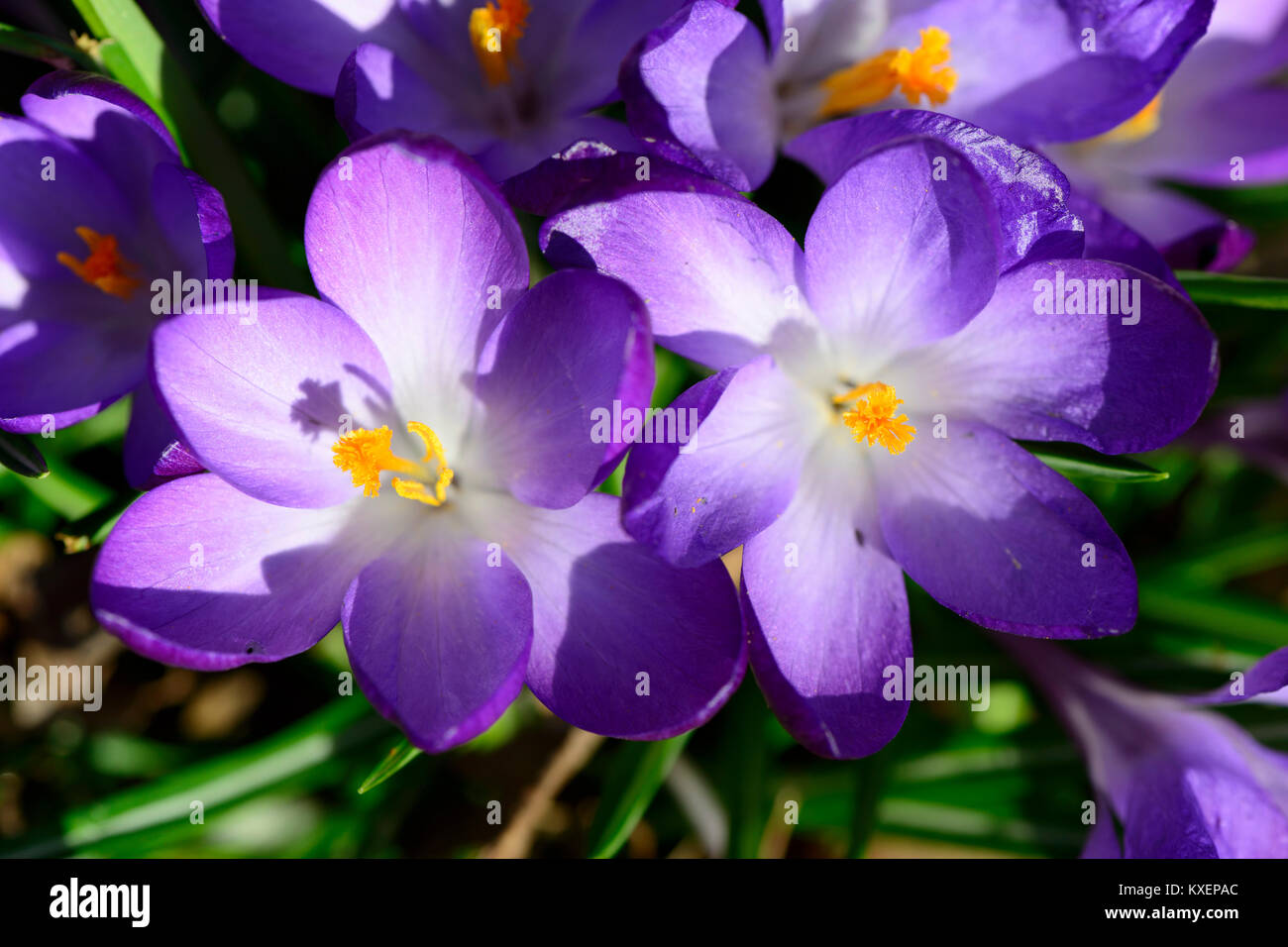 Purple crocuses (Crocus),Bavaria,Germany Stock Photo