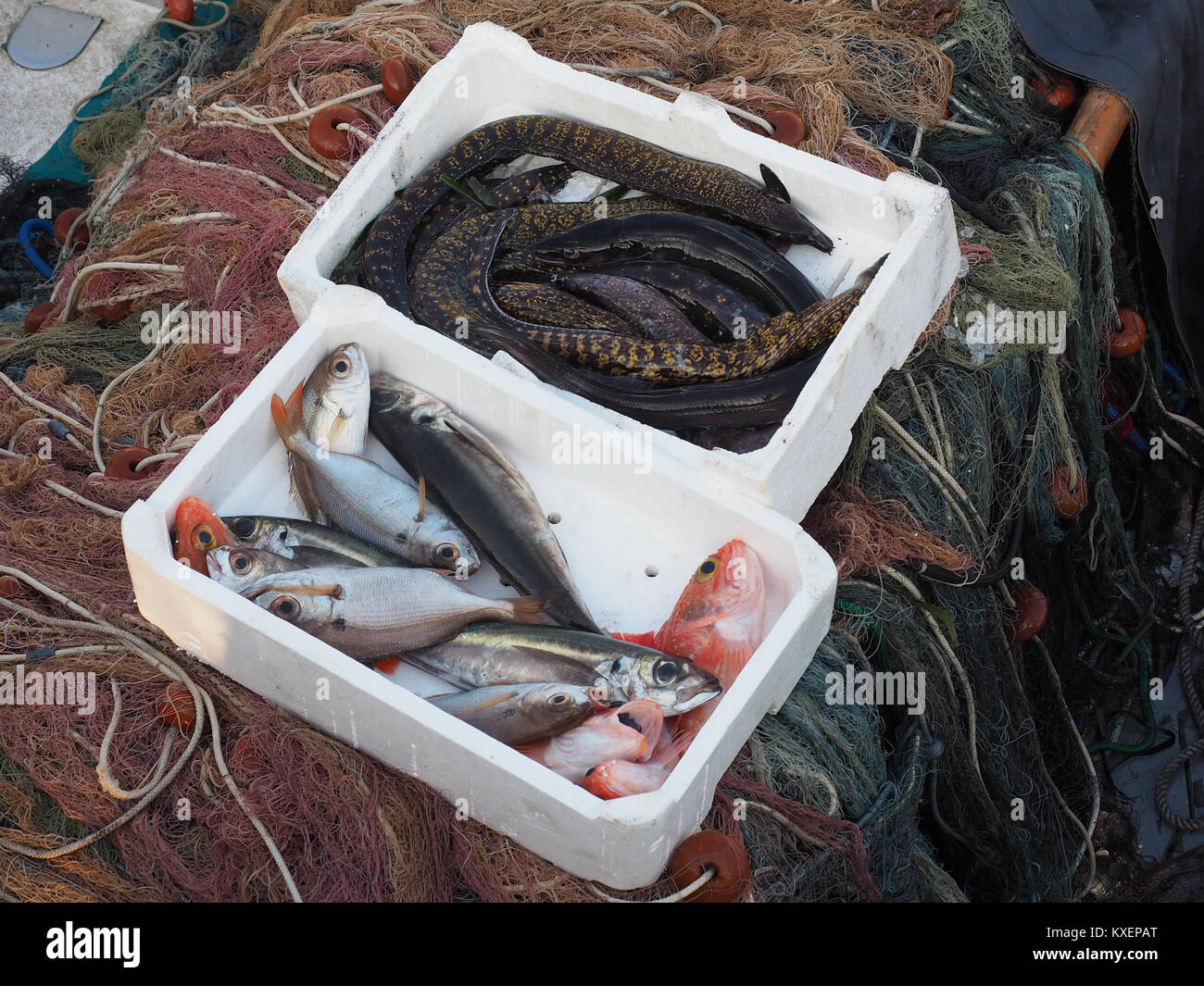 Caught by fish nets hi-res stock photography and images - Alamy