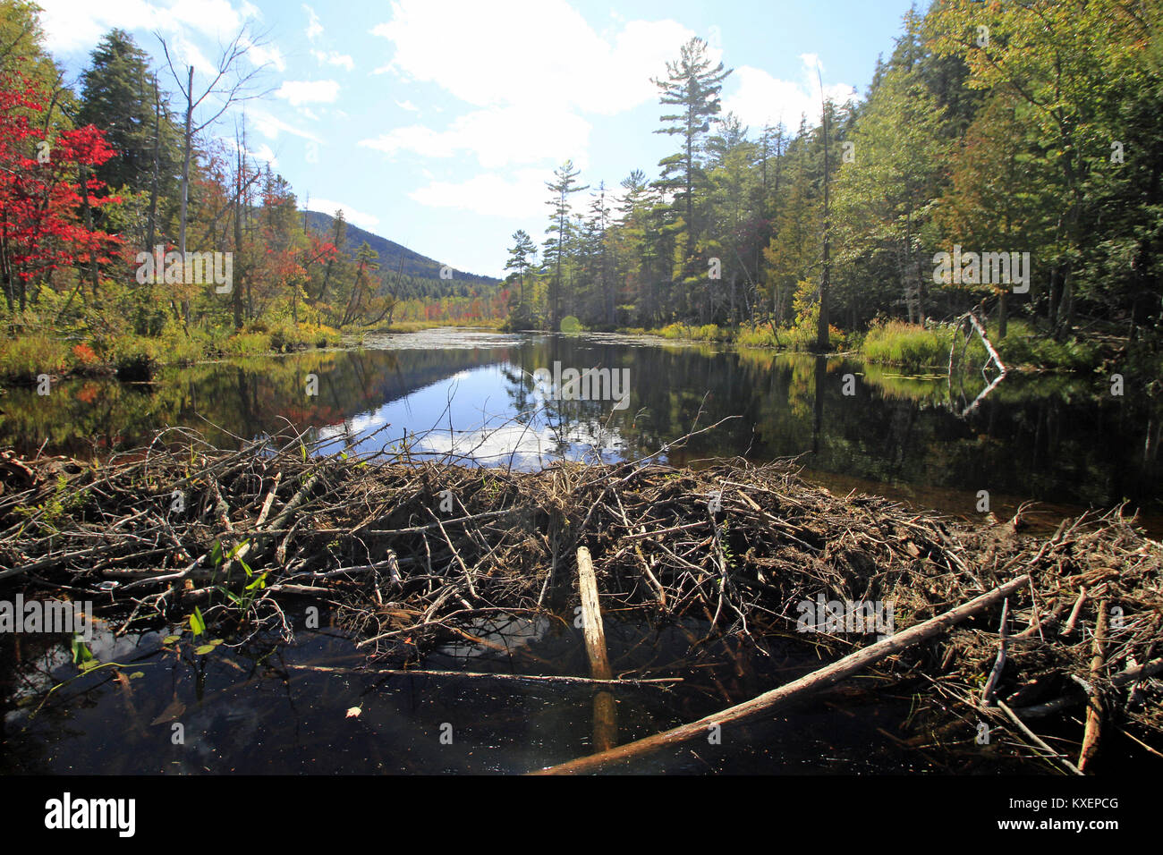 Beaver near dam hires stock photography and images Alamy