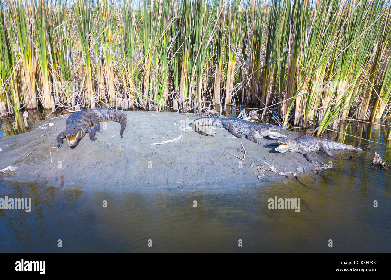 A elevated, close up photograph of crocodiles relaxing on a banking in Gambia, West Africa Stock Photo