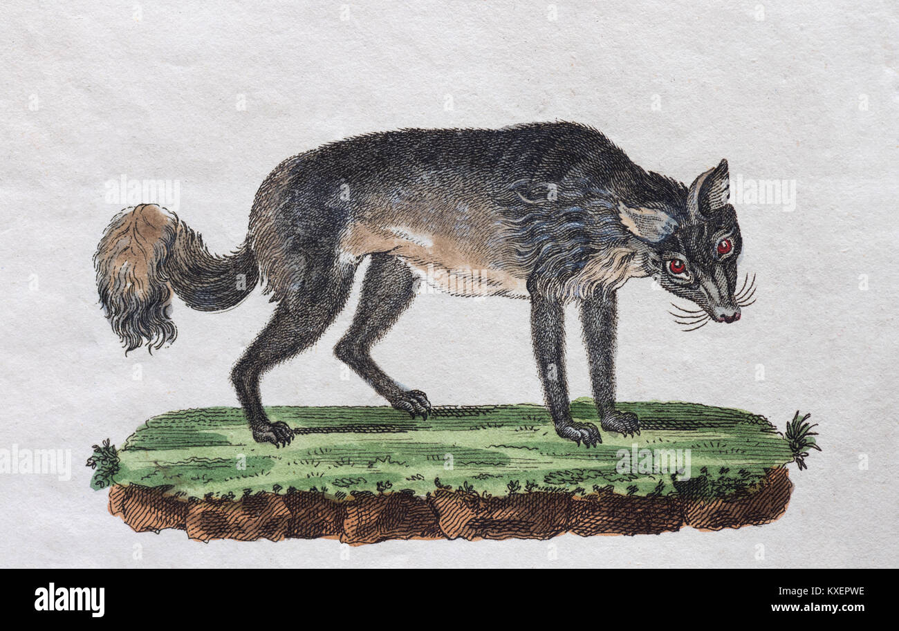 Isatis (Canis lagopus),hand-coloured copperplate engraving from Friedrich Justin Bertuch Picture book for children,Weimar Stock Photo