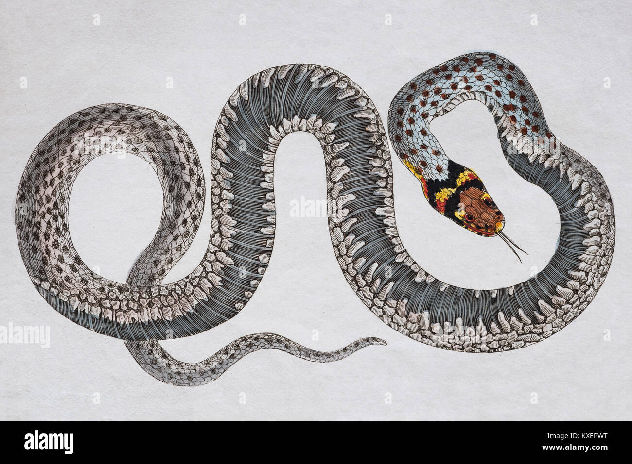 Grass snake (Natrix Natrix),hand-coloured copperplate engraving from Friedrich Justin Bertuch Picture book for children,Weimar Stock Photo