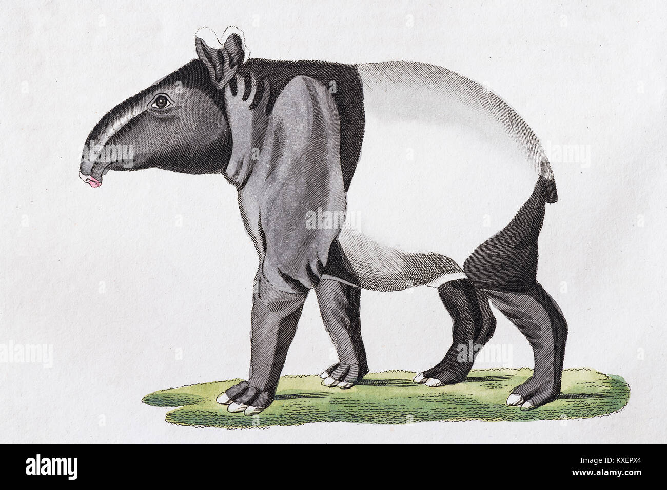 Maiba (Tapirus indicus),hand-coloured copperplate engraving from Friedrich Justin Bertuch Picture book for children,Weimar Stock Photo