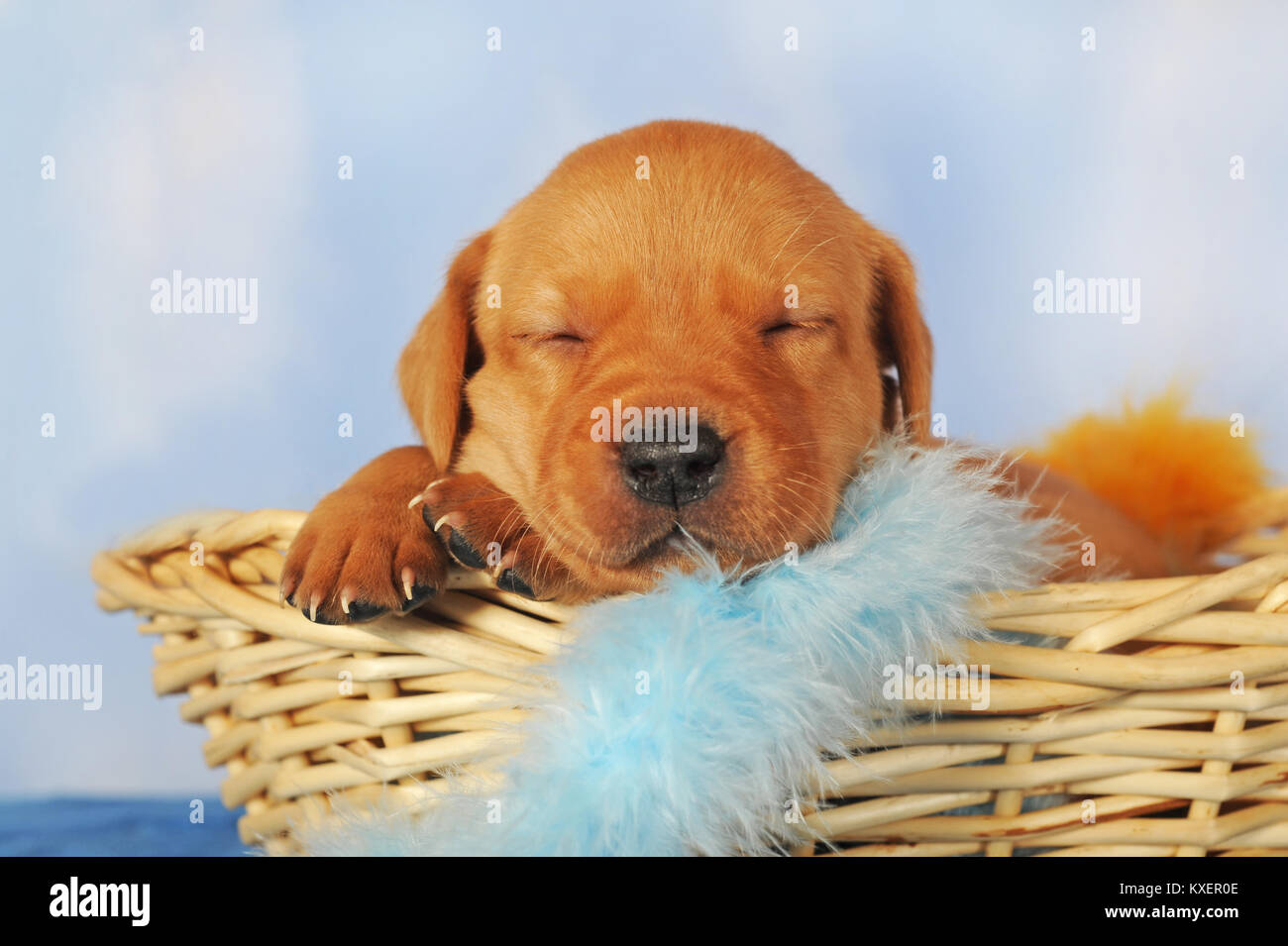 Labrador Retriever, yellow, Age 25 Days, Puppy in Basket, sleeping Stock Photo