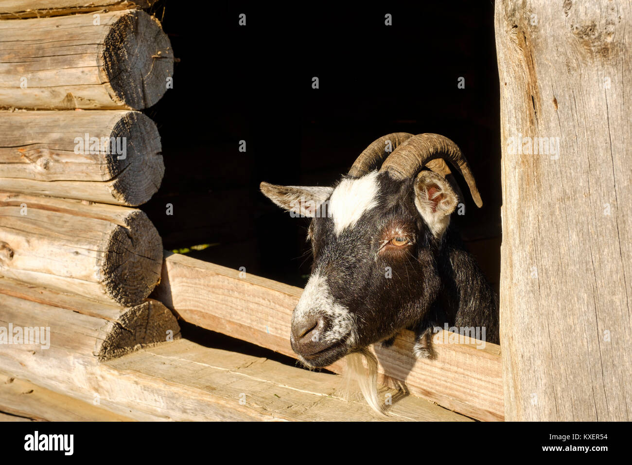 Goat (Capra) looks out of Stable,Bayerischer Wald,Lower Bavaria,Bavaria,Germany Stock Photo