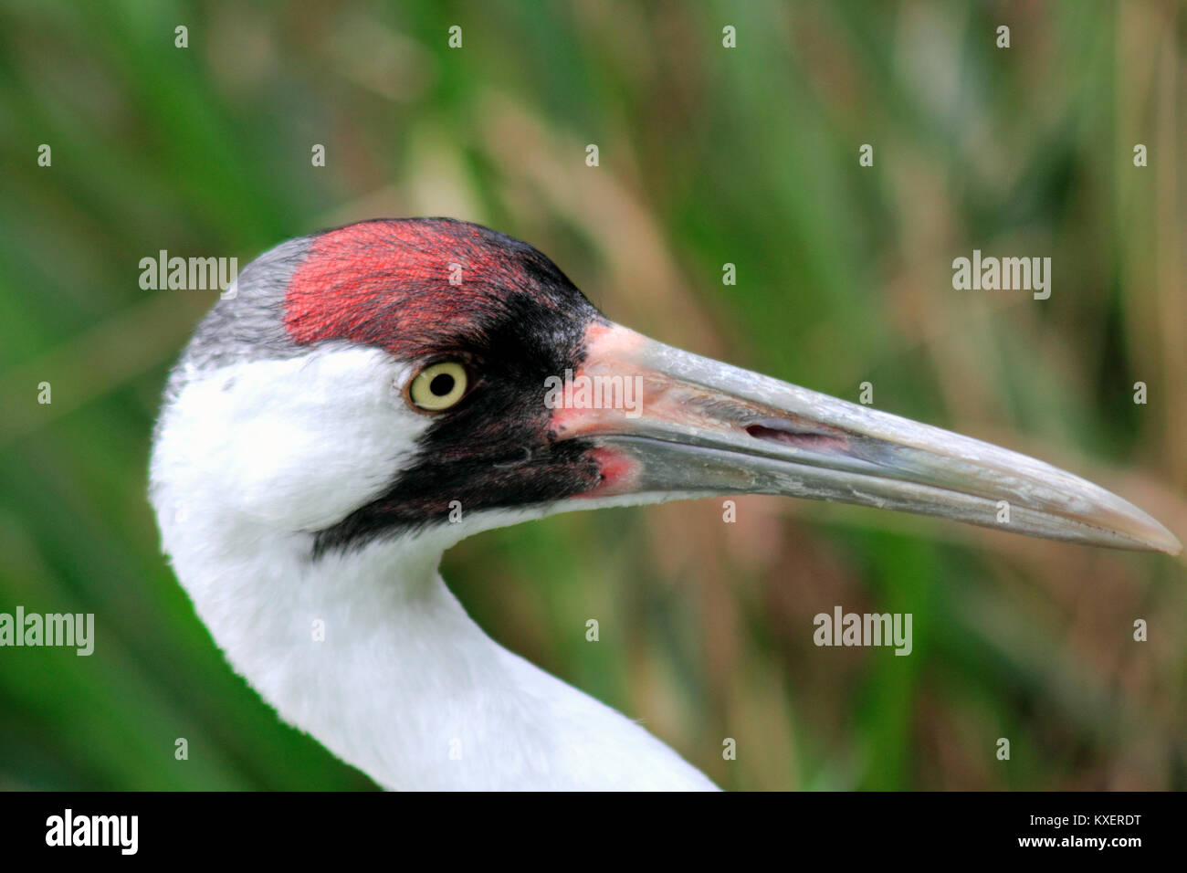 whooping crane - Grus americana - head Stock Photo
