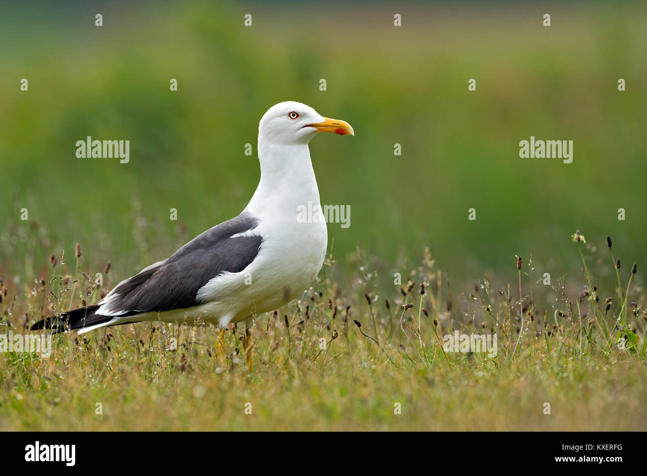 Lesser black-backed gull (Larus fuscus) is located in Wiese,Helgoland,Schleswig-Holstein,Germany Stock Photo