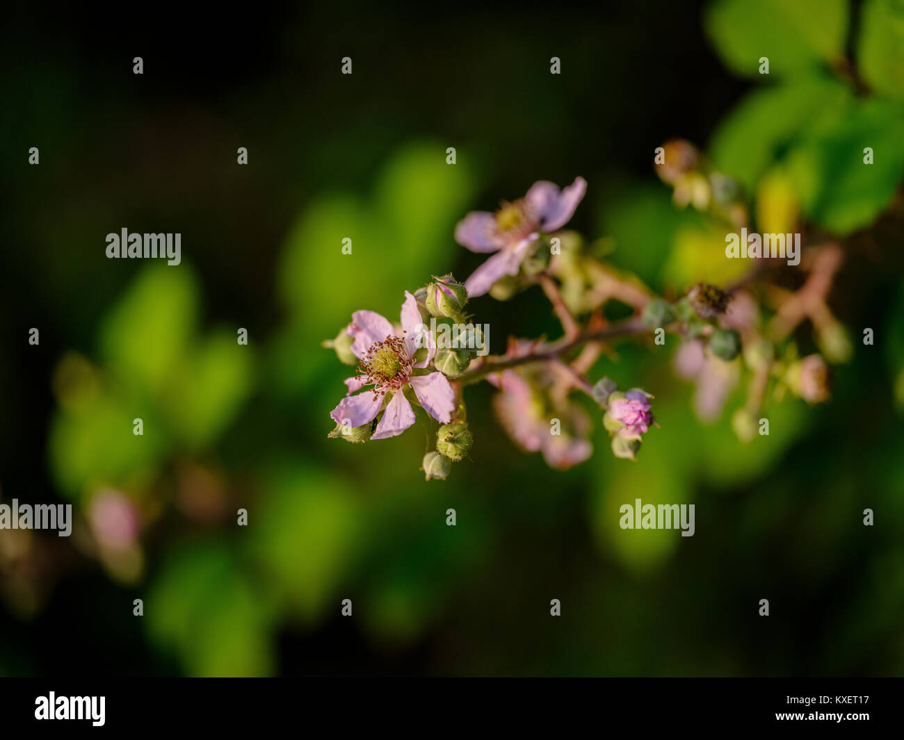 Bramble flowers on a Sussex field edge UK. Stock Photo