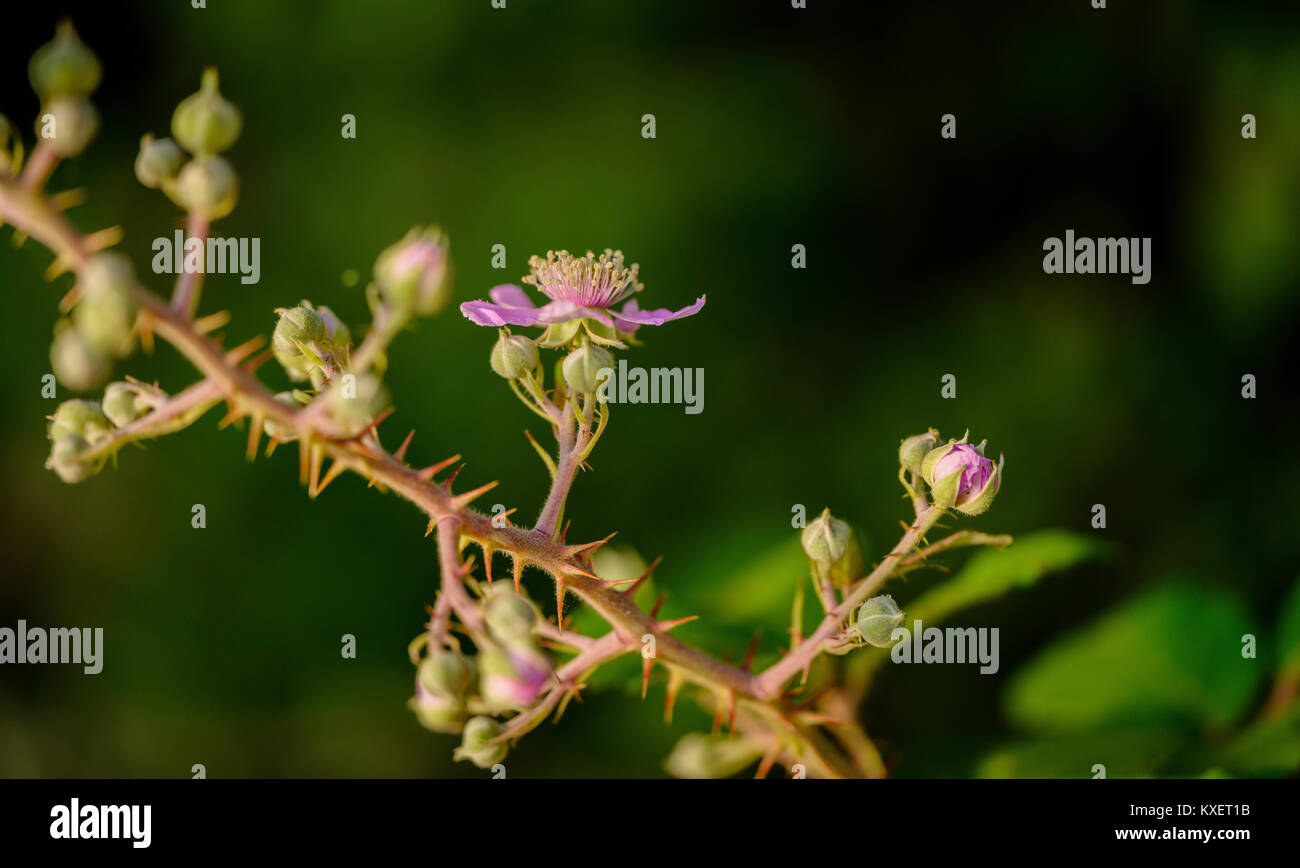 Bramble flowers on a Sussex field edge UK. Stock Photo