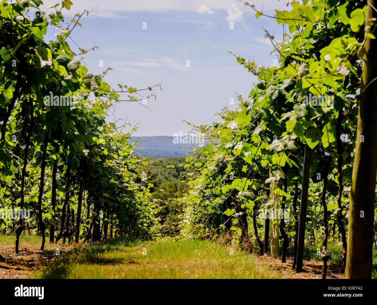 Bolney Wine Estate near Haywards Heath, West Sussex. Stock Photo