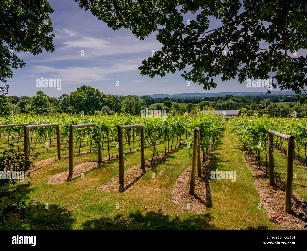 Bolney Wine Estate near Haywards Heath, West Sussex. Stock Photo