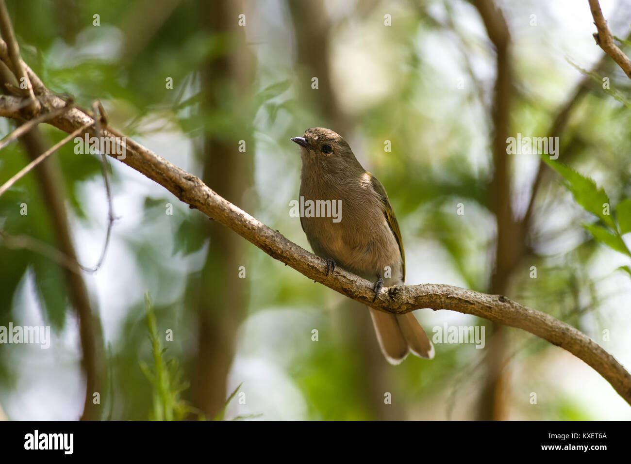 Eastern Green-backed Honeyguide or Honeybird (Prodotiscus zambesiae) perched on a branch in the shade, Nairobi, Kenya, East Africa Stock Photo