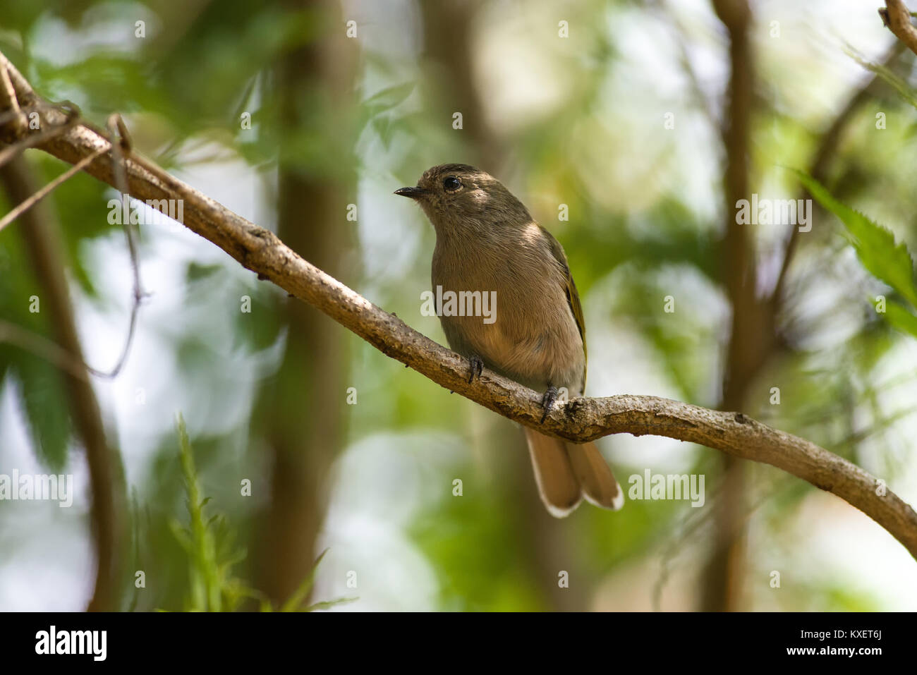 Eastern Green-backed Honeyguide or Honeybird (Prodotiscus zambesiae) perched on a branch in the shade, Nairobi, Kenya, East Africa Stock Photo