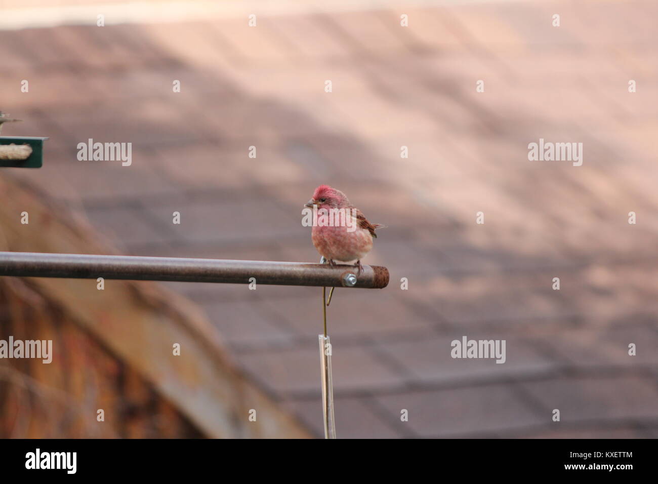 Male house finchcarpodacus mexicanus on a bird feeder support arm