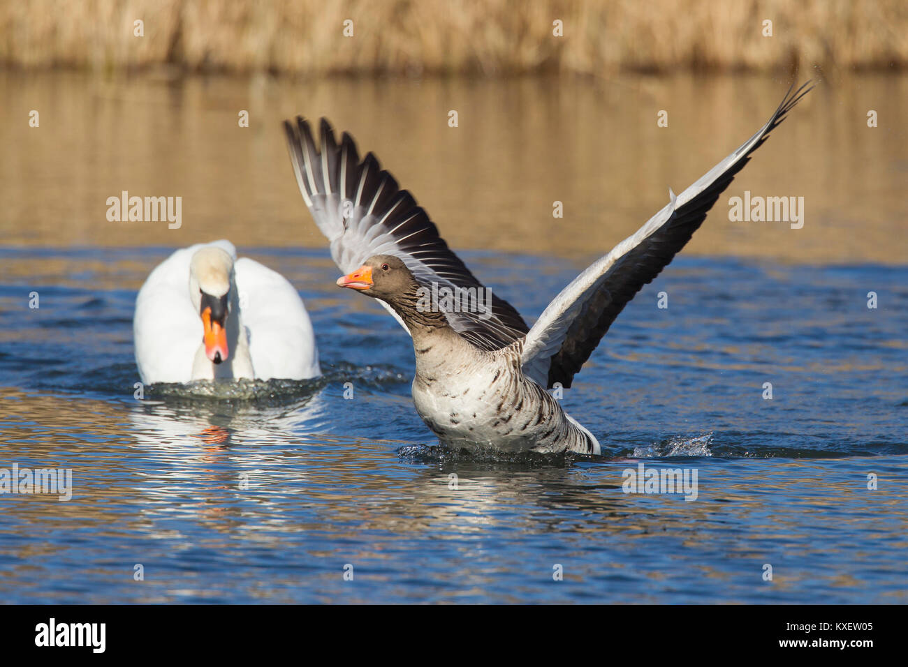 Territorial mute swan (Cygnus olor) chasing away greylag goose / graylag goose (Anser anser) swimming in lake Stock Photo