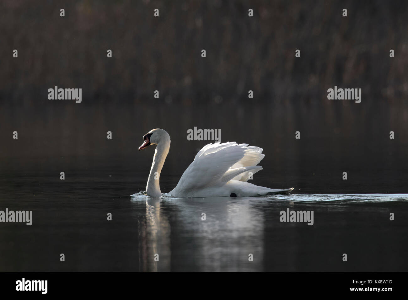 Territorial mute swan (Cygnus olor) male swimming in lake while showing dominant aggressive posture in spring Stock Photo