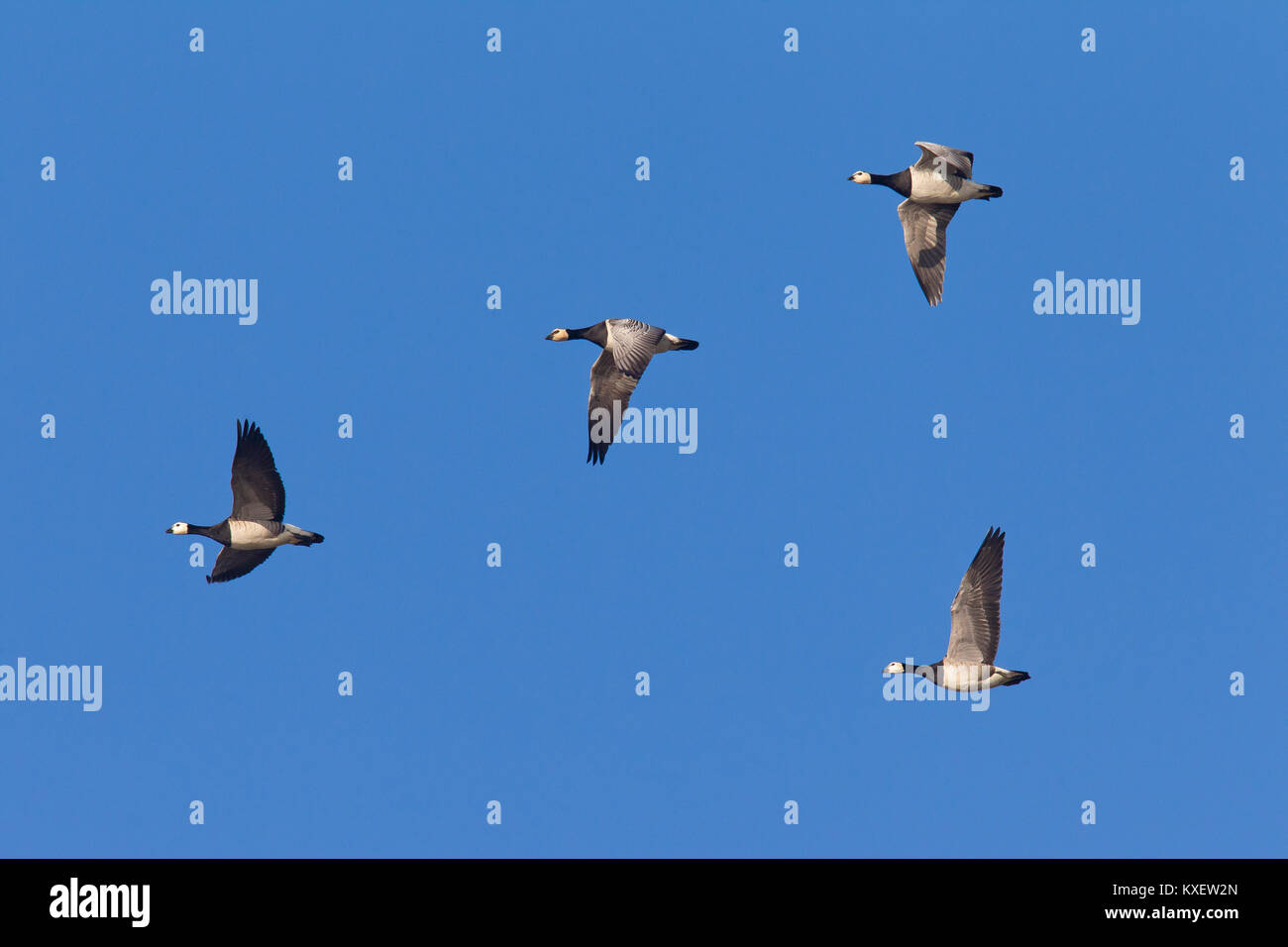 Migrating barnacle goose (Branta leucopsis) flock / barnacle geese in flight against blue sky Stock Photo