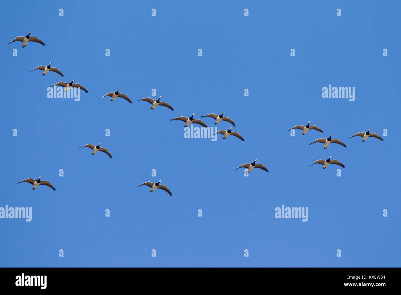 Migrating barnacle goose (Branta leucopsis) flock / barnacle geese flying in formation against blue sky Stock Photo