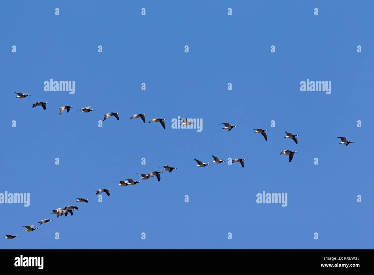 Migrating barnacle goose (Branta leucopsis) flock / barnacle geese flying in V-formation against blue sky Stock Photo