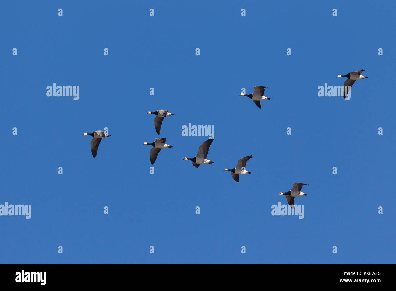 Migrating barnacle goose (Branta leucopsis) flock / barnacle geese flying in V-formation against blue sky Stock Photo