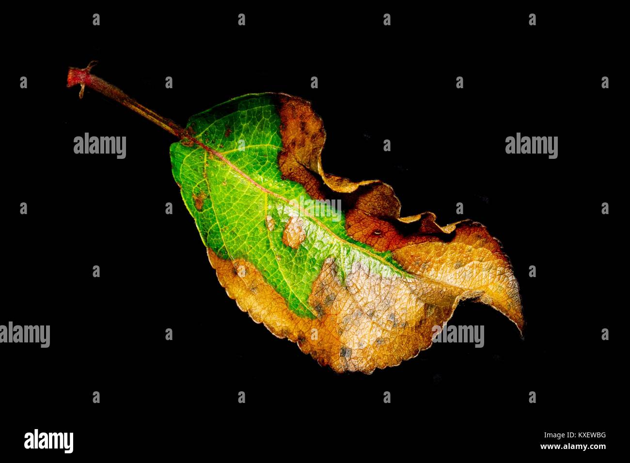 Isolated Leaf with black background Stock Photo