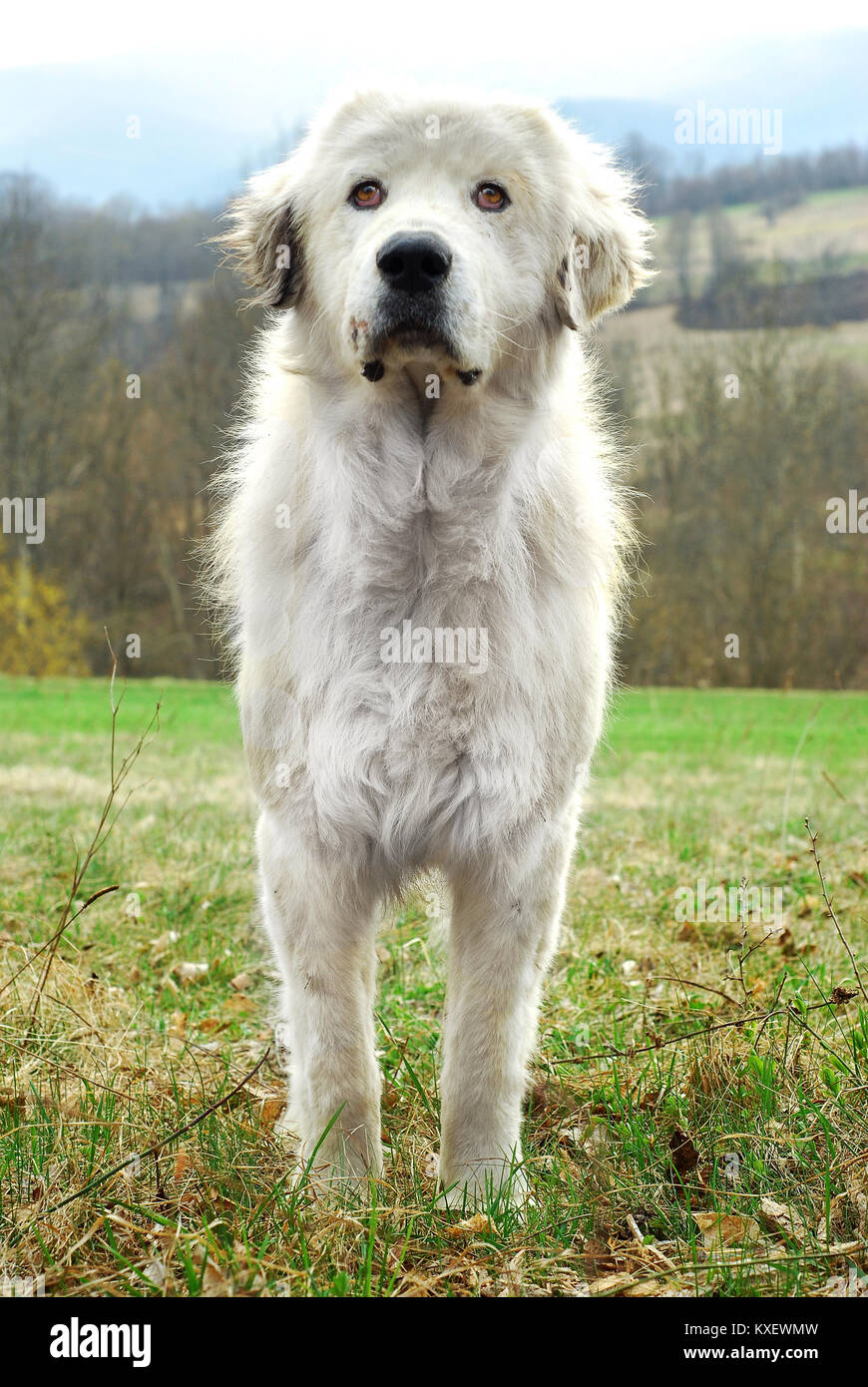 big white sheep herding dog