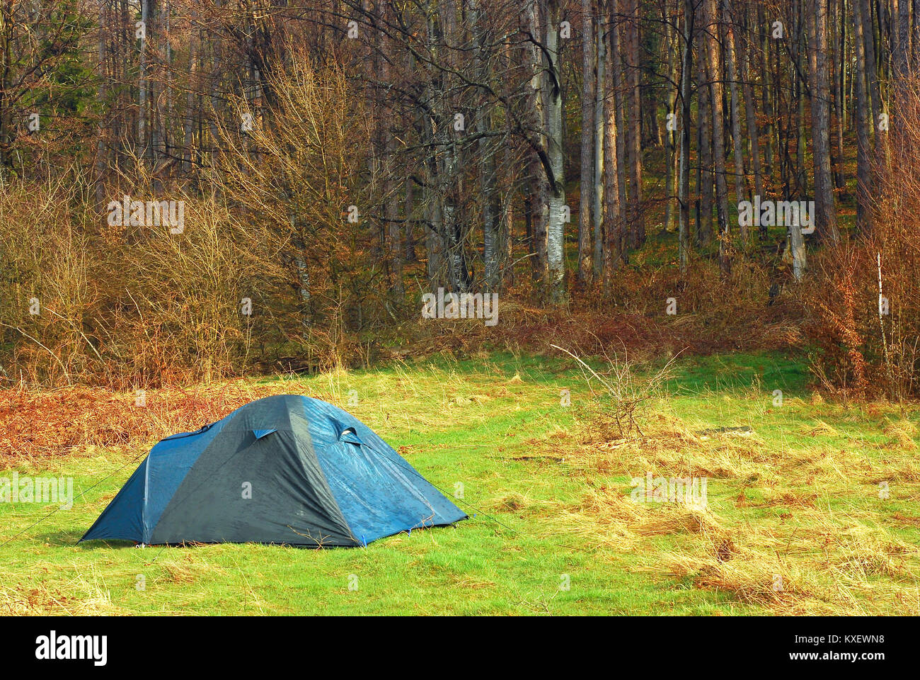 Tent camping at the edge of the forest Stock Photo - Alamy