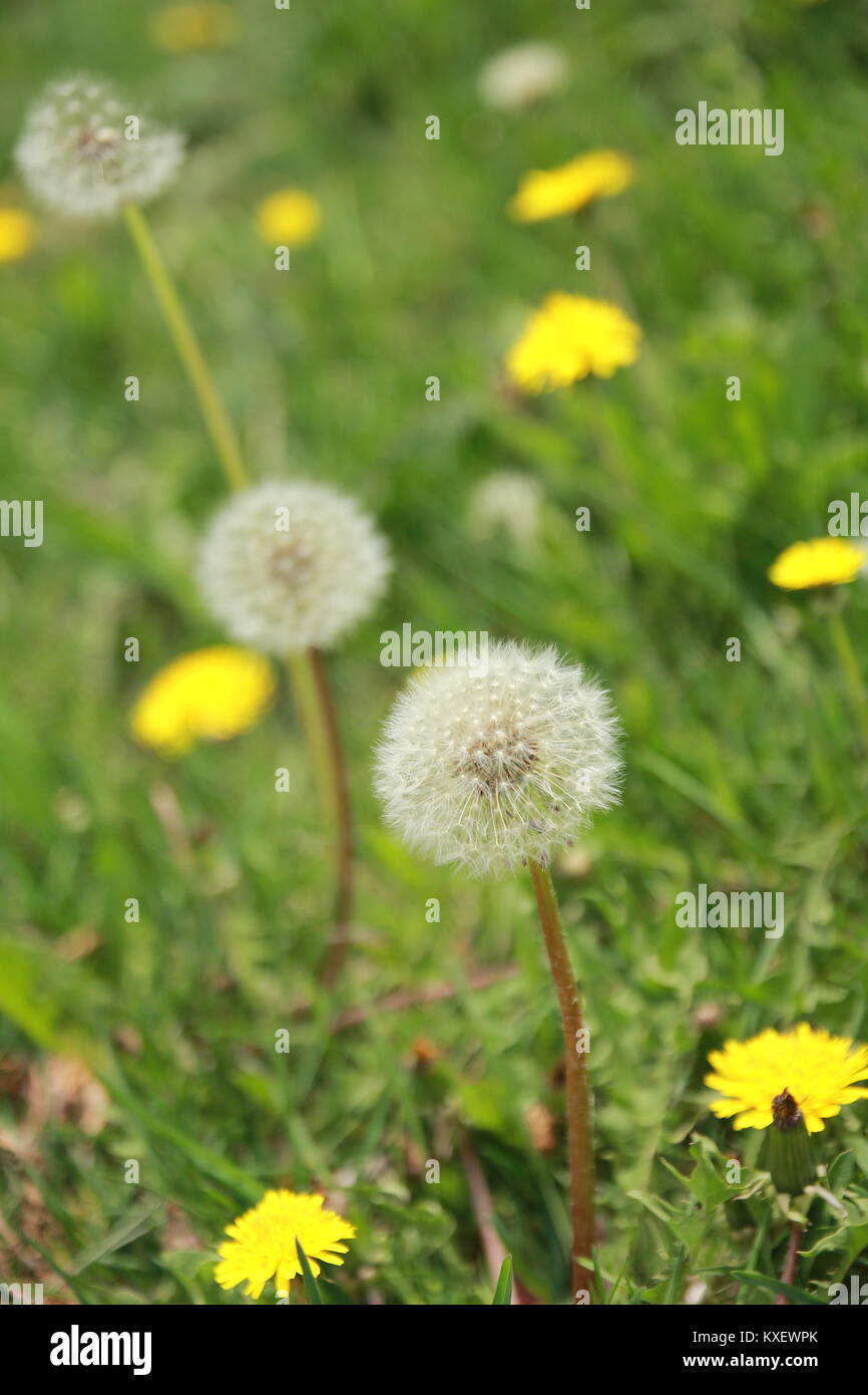 colorful flowers in spring and summer Stock Photo Alamy
