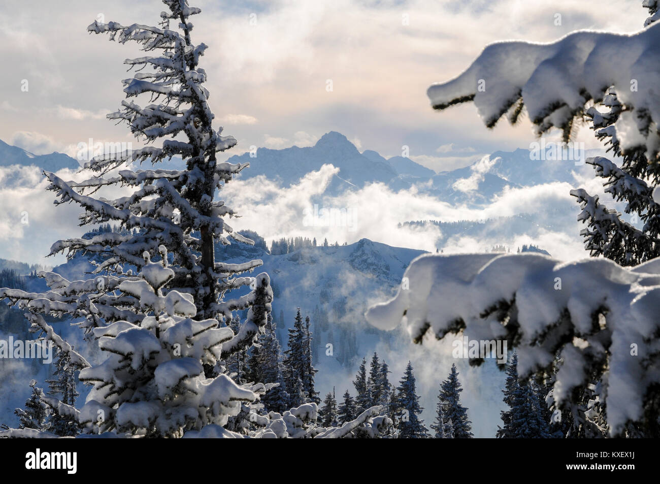 Snowy trees and winter landscape Stock Photo