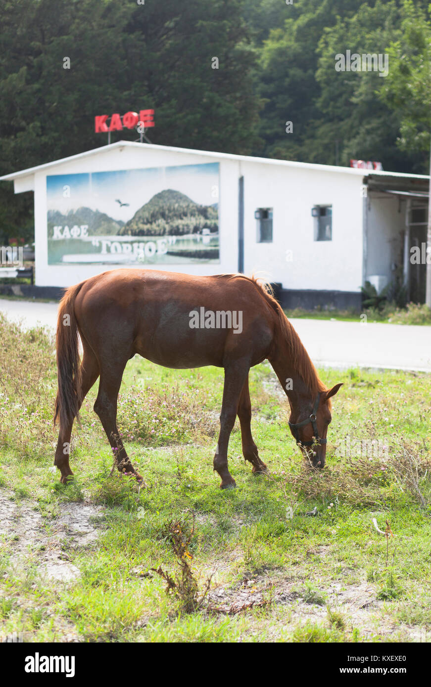 Dederkoy, Tuapse District, Krasnodar Region, Russia - July 9, 2013: A horse grazing beside the road on the background of coffee Stock Photo