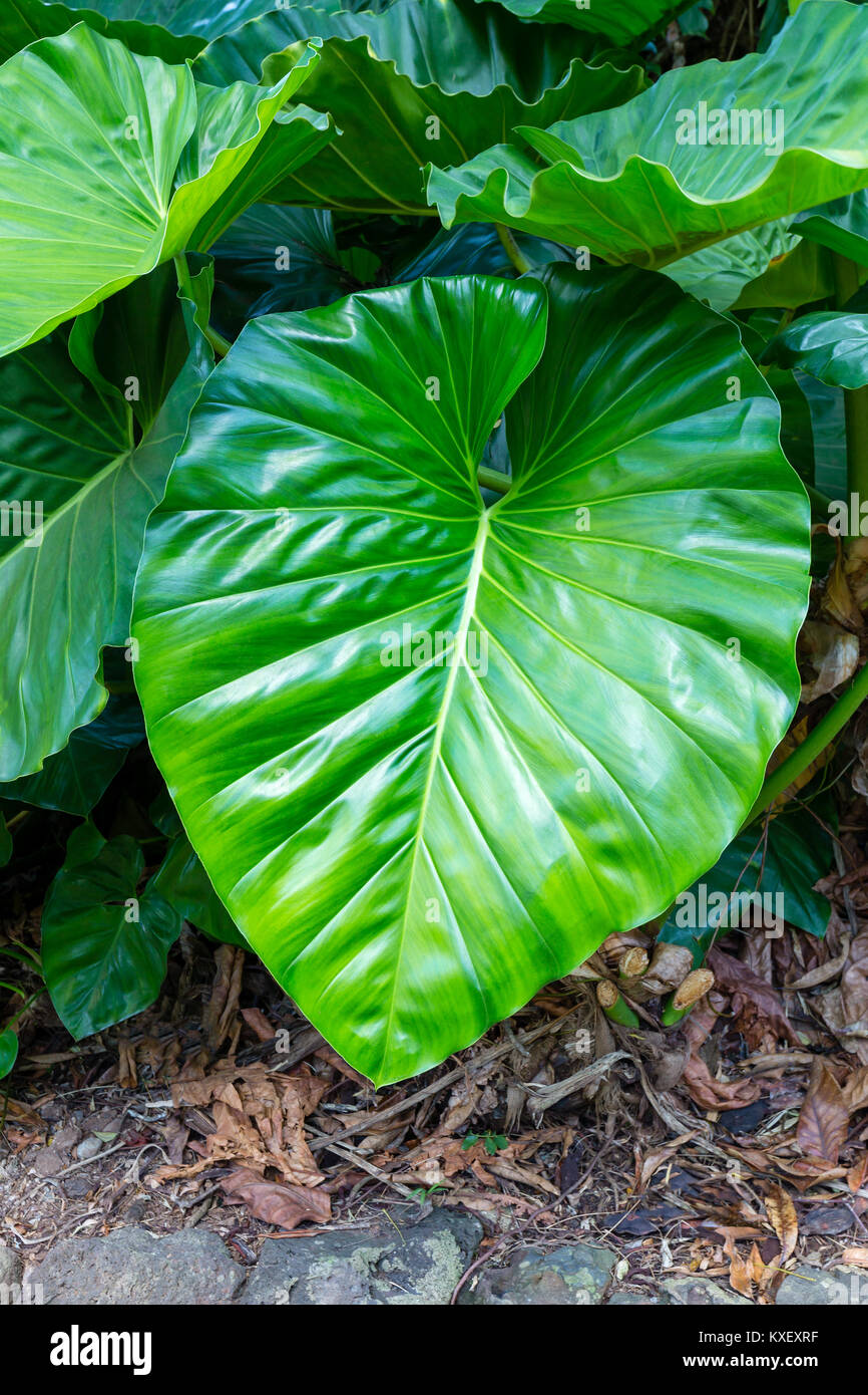 Very large fresh lush green leaf of the tropical vine or climber, Philodendron giganteum plant growing outdoors alongside a stone paved path Stock Photo