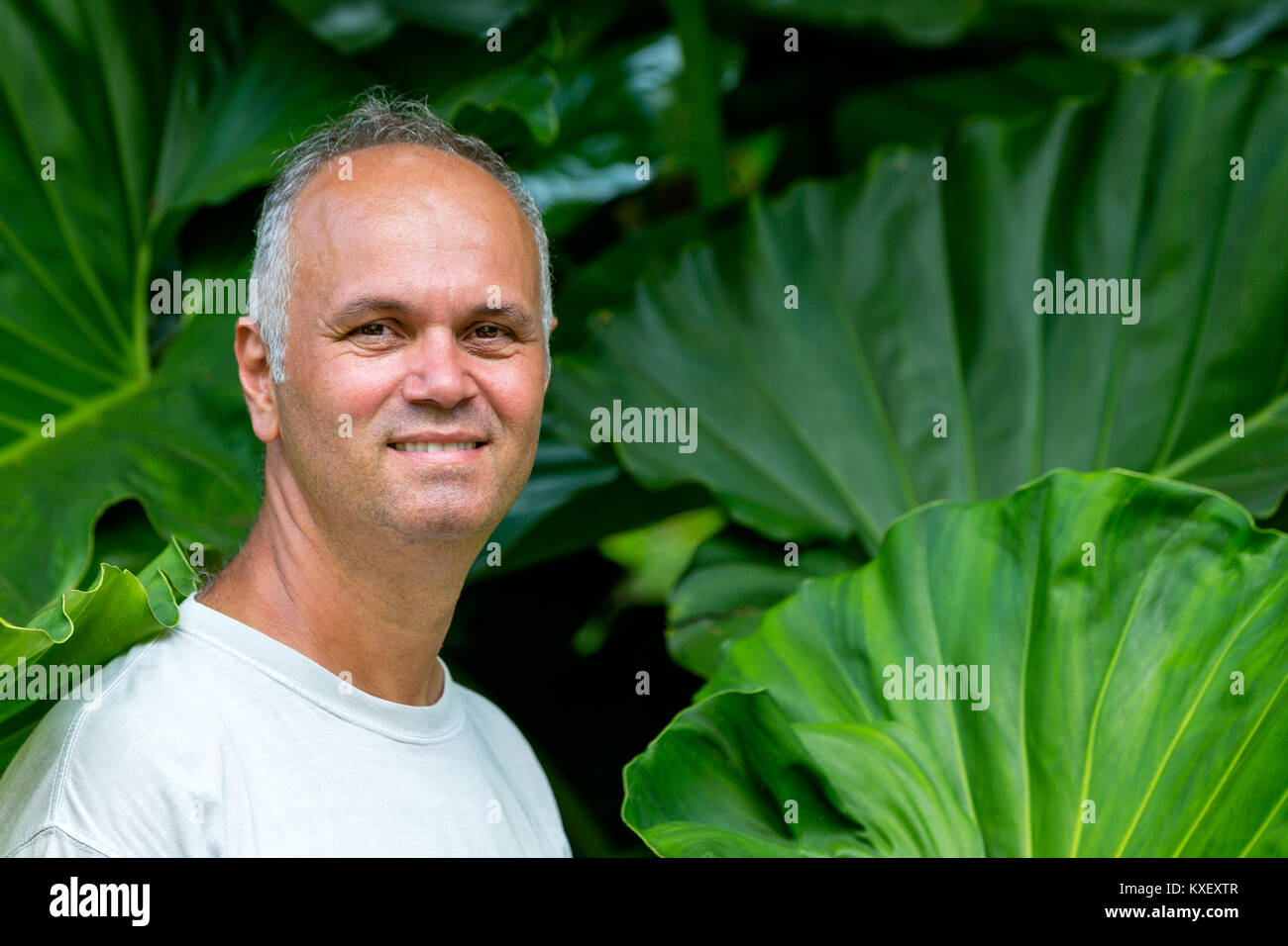 Attractive middle-aged man with a tall lush green plant of Hawaiian Philodendron giganteum behind him showing the relative height of the leaves of the Stock Photo